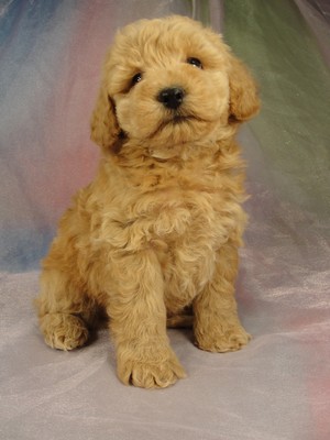 Male Bichon poodle 10 puppy for sale Iowa 2012